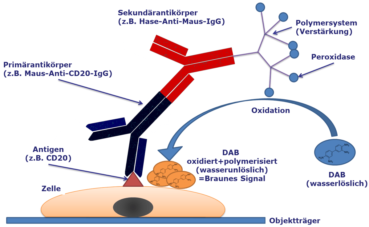 Immunhistochemie